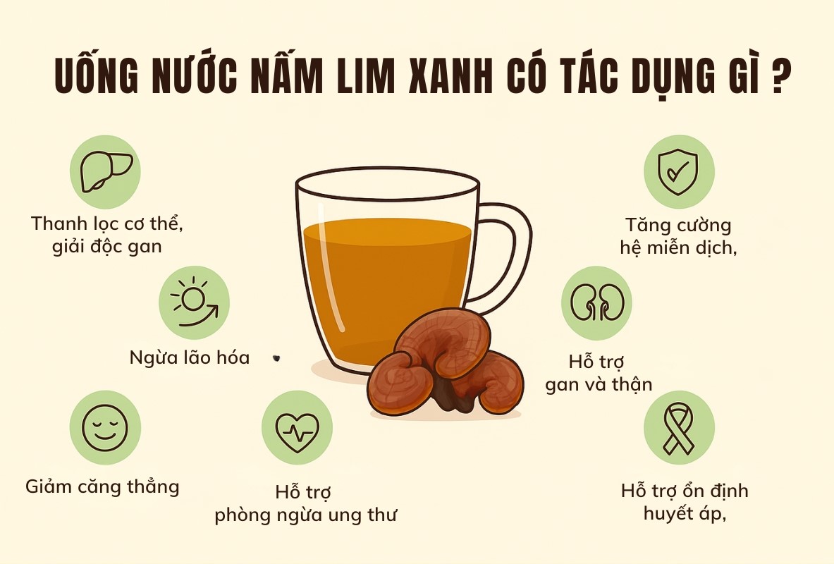 uống nước nấm lim xanh có tác dụng gì